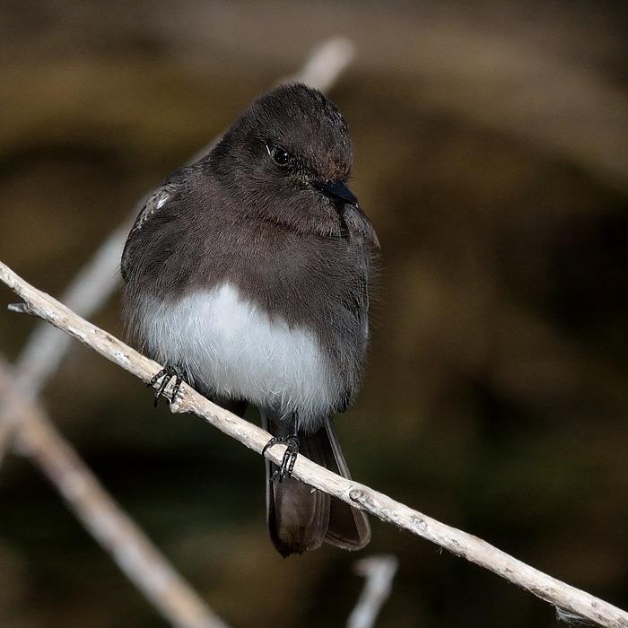 zwarte phoebe